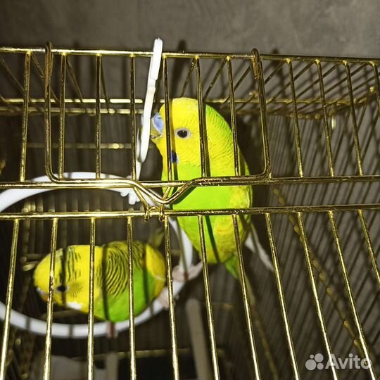 Попугай с клеткой