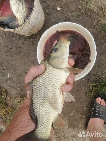 Малёк карпа