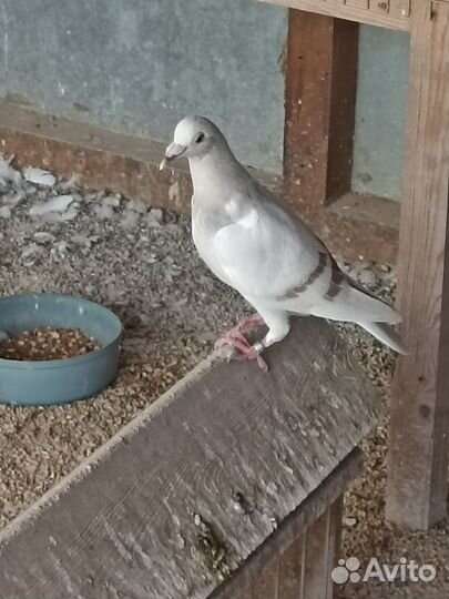 Голуби чехи