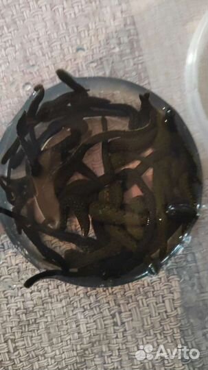 Восточные пиявки из Азербайджана0,7-1,4 гр