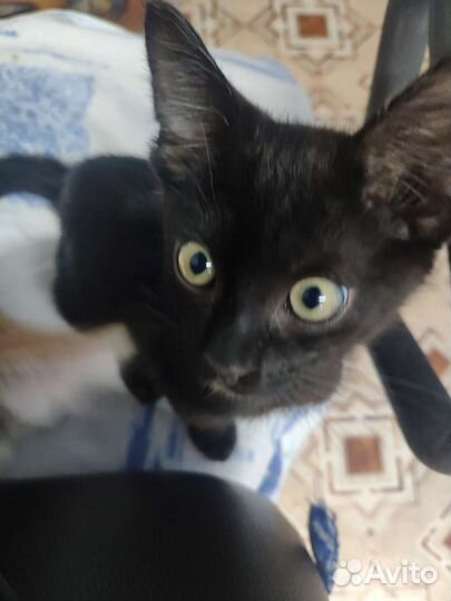 Котенок