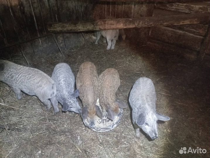 Венгерская мангалица