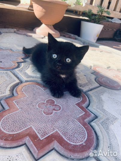Кошка в дар
