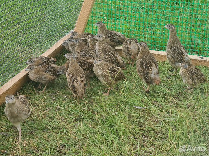 Птенцы серой куропатки