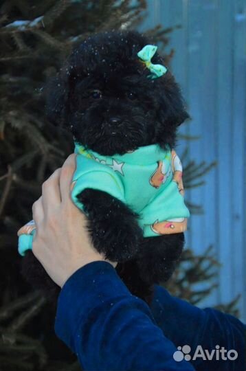 Мальтипушки