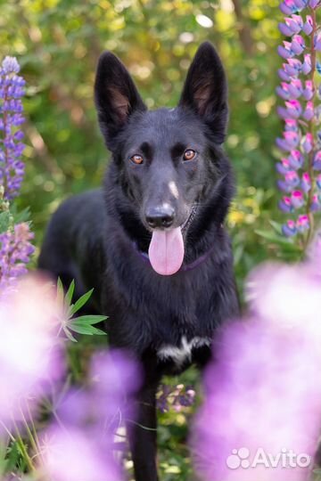 Лиза в поисках семьи В дар, бесплатно