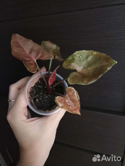 Сингониум шоколад