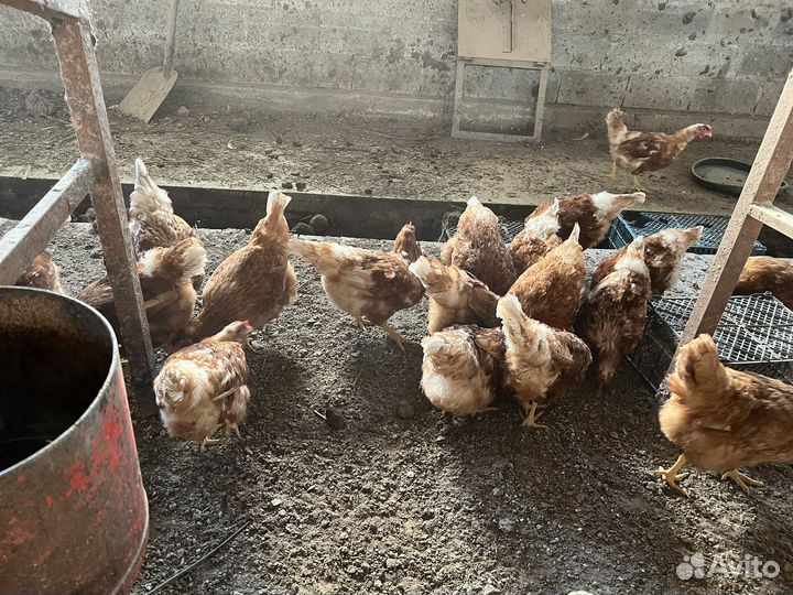 Куры несушки продам