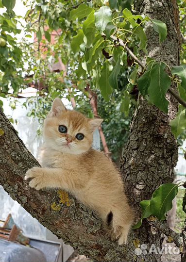 Золотая шиншилла девочка