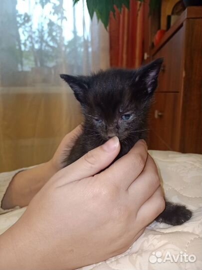 Ласкуша кошечка породы - Бомбей