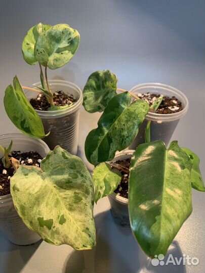 Филодендрон Бурле Минт(Burle Marx Mint)