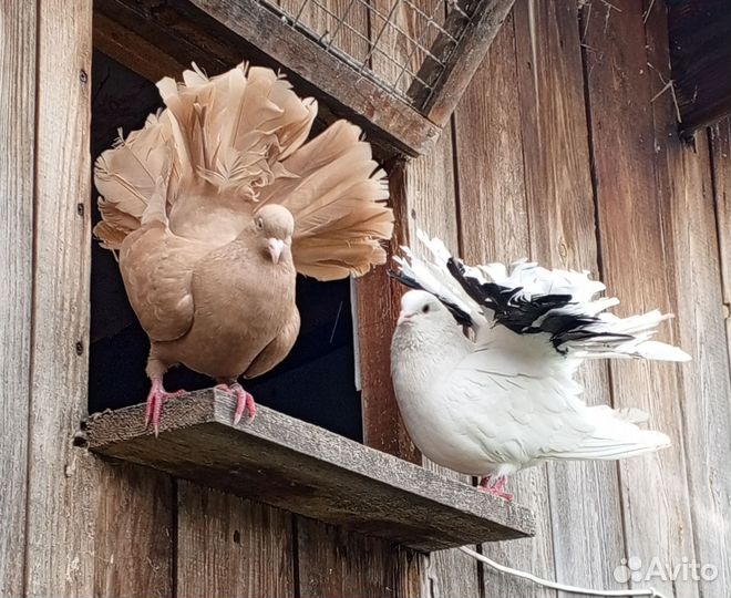 Продажа голубей