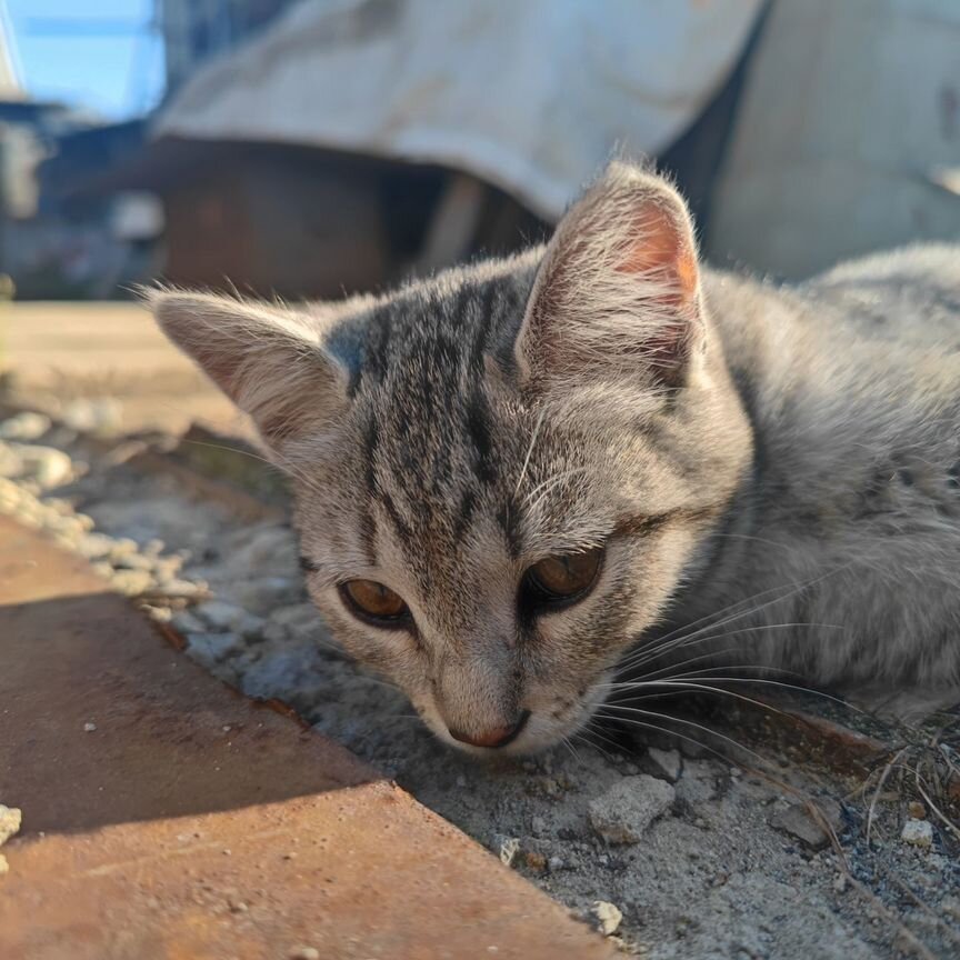 Котята в добрые руки котёночек