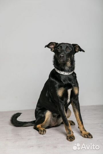 Черная собака ищет дом