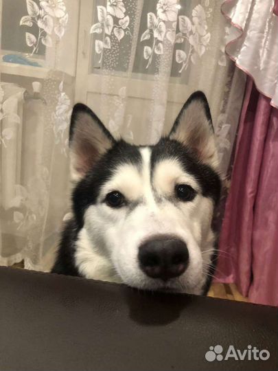 Сибирский хаски