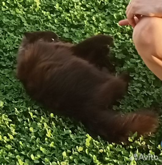 Отдам кошек в добрые руки