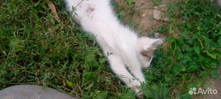 Котята бесплатно