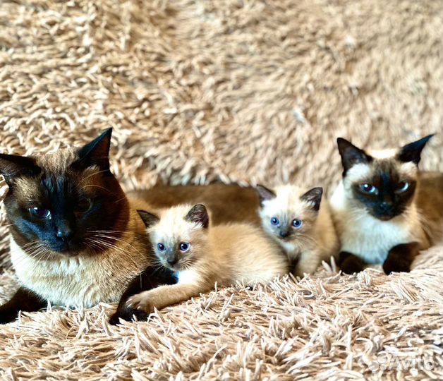 Вязка кота