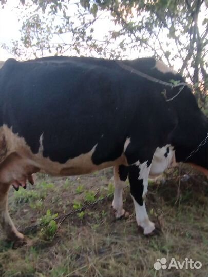 Корова беременная