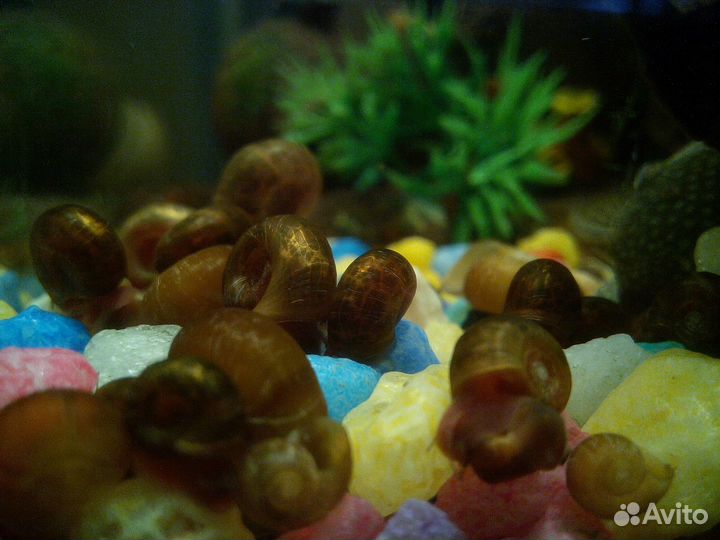 Улитки аквариумные