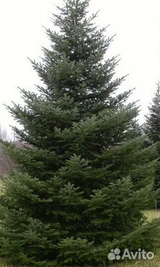 Пихта Сибирская