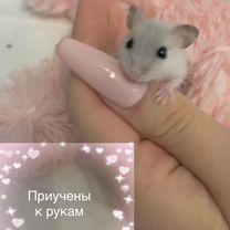 Джунгарский хомяк