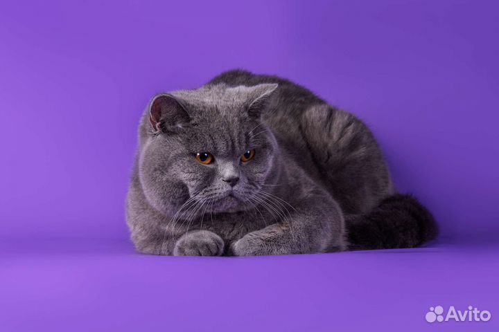 Британская
