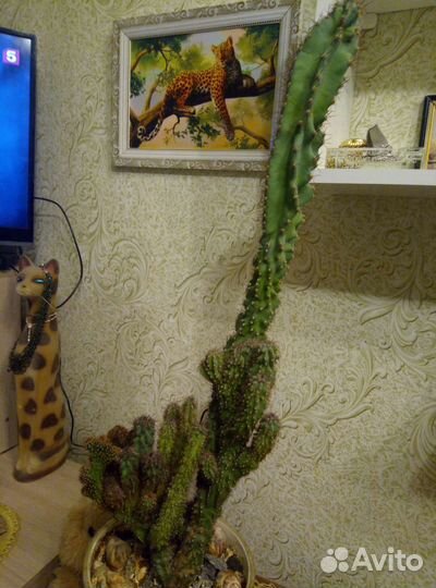 Кактусы редкие