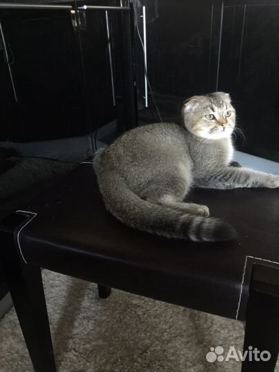 Шотландский Мачо