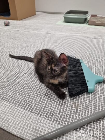 Котенок черепашка