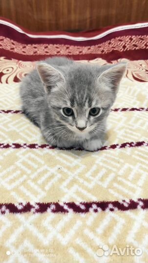 Британские котята бесплатно