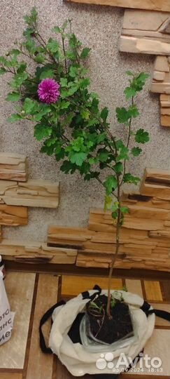 Хризантема