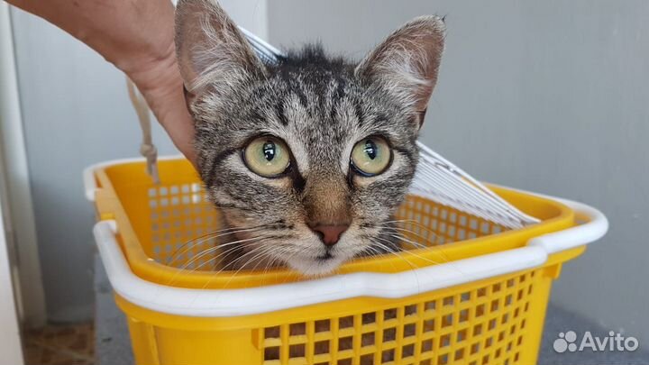 Ищем дом для кошки Малышки - камышки