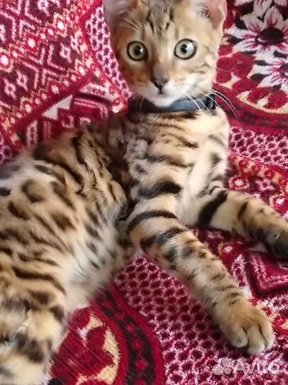 Бенгальская кошка в добрые руки