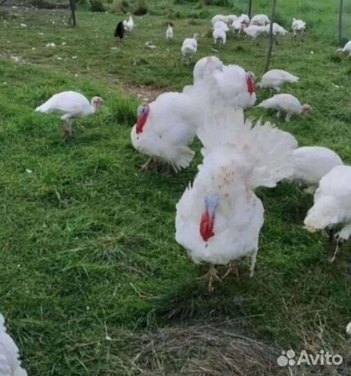 Диетическое мясо индейки