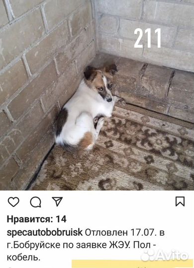 Подросток щенок ищет заботливую семью