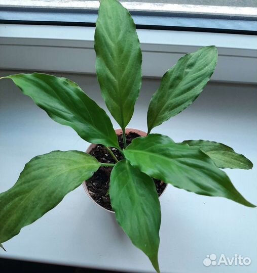 Комнатные растения