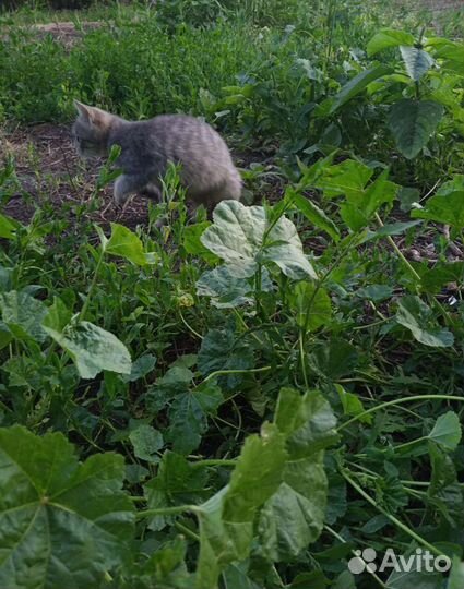 Котёнок