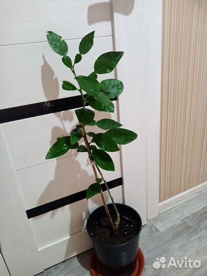 Домашние цитрусы саженцы-лимон.мандарин.апельсин