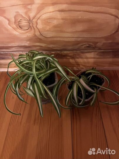 Комнатные цветы