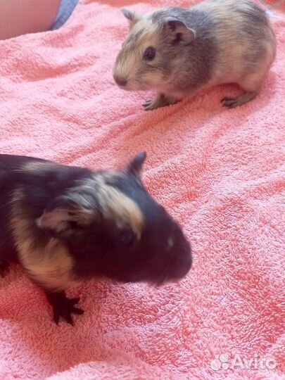 Морские свинки