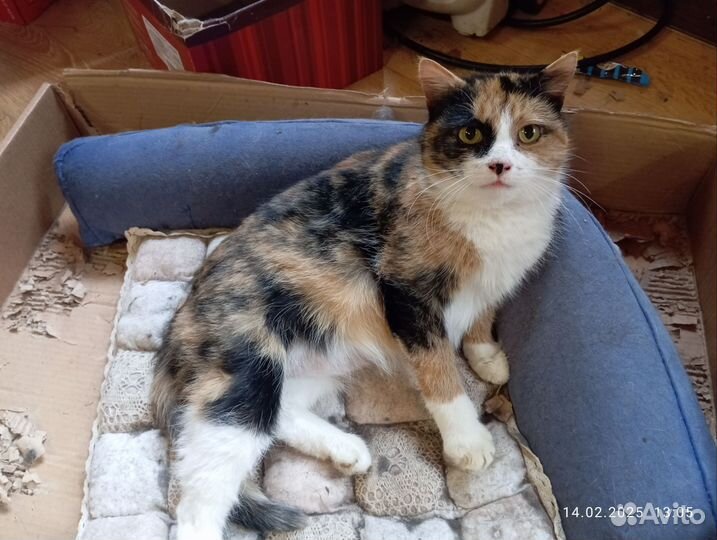 Кошечка ищет семью