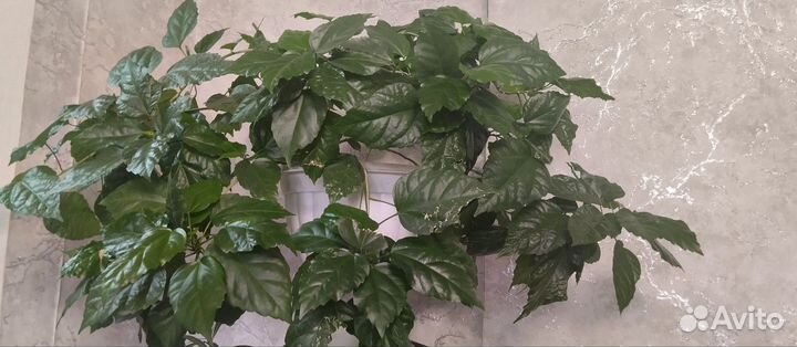 Гибискус(китайская роза)