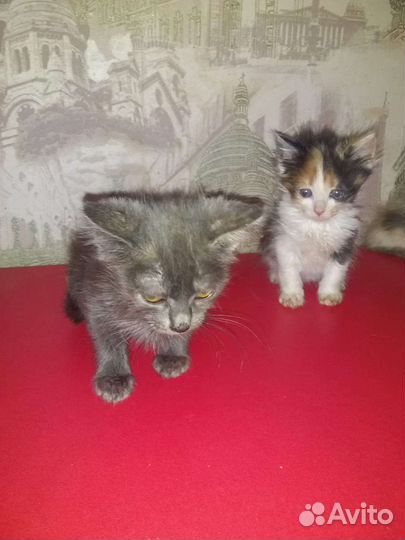 Котята в добрые руки