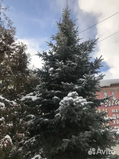 Ель голубая