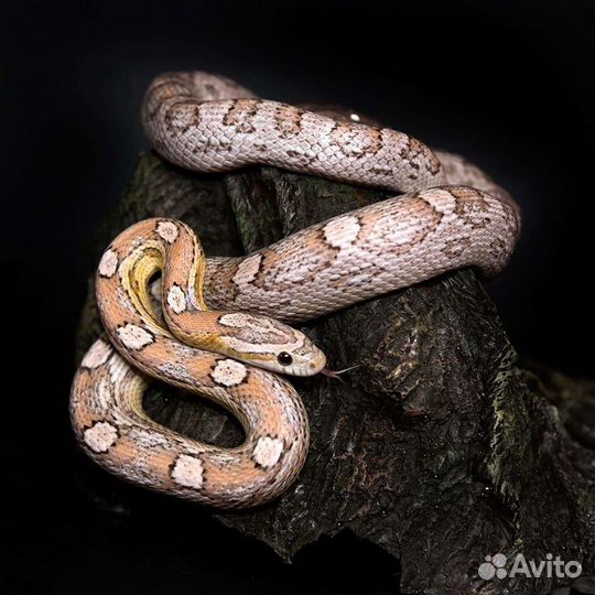 Аренда животных, змея, сова