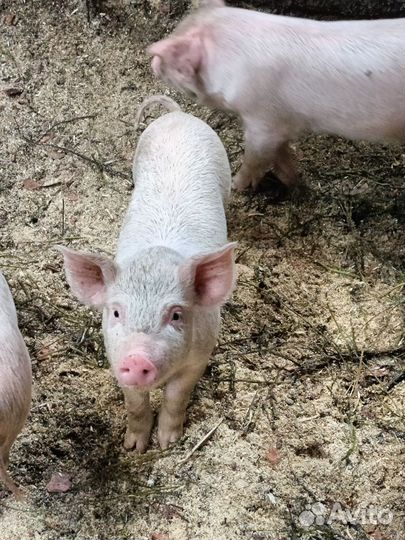 Продам поросят