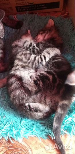 Котята мейкун