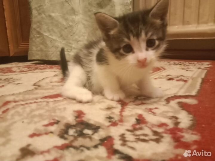 Павлуша ищет семью