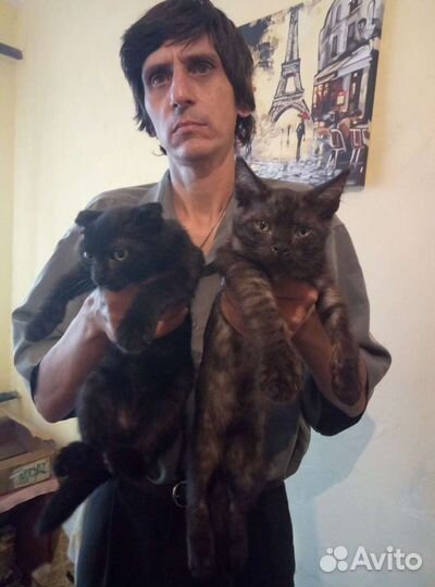 Котята, мальчики